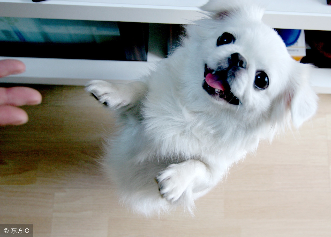 哈巴狗的种类有哪些,一只哈巴狗坐在家门口配图