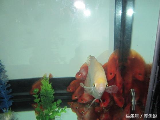 买观赏鱼需要注意的事项,如何挑选观赏鱼