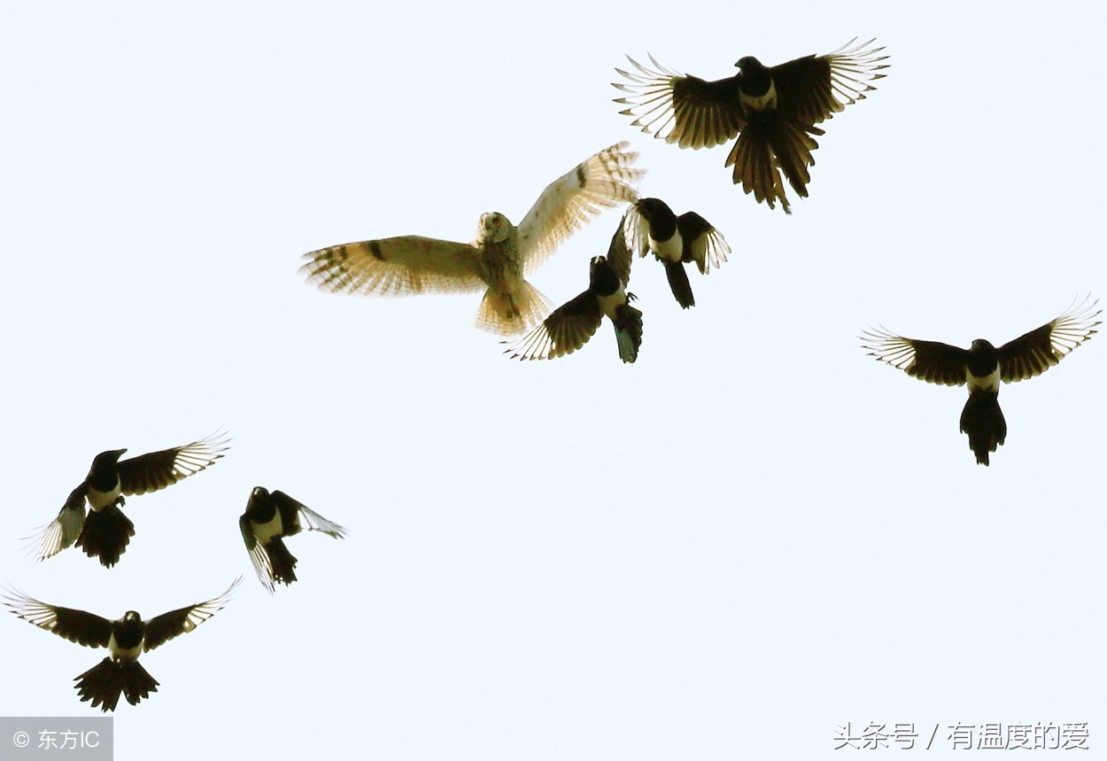 鸽子不让飞怎么剪鸽羽,鸽子刚破壳老鸽不进窝