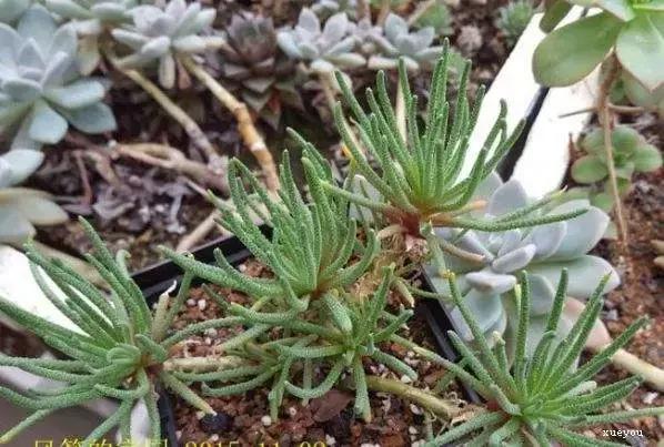 毛骨悚然！淄博家有养多肉的人快看，特别是有小孩的……