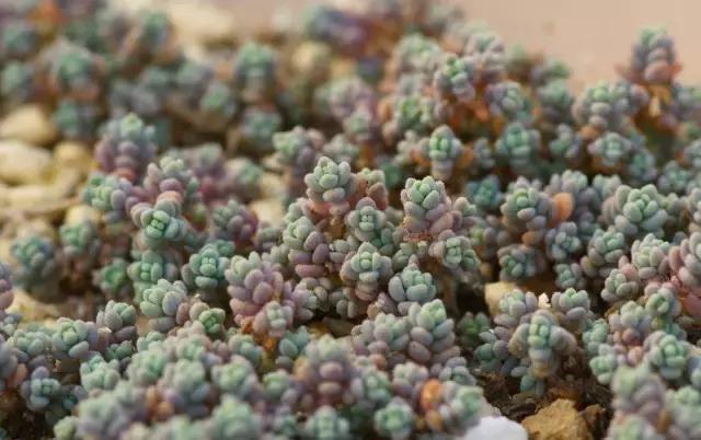 山东多肉小朋友,淄博养多肉