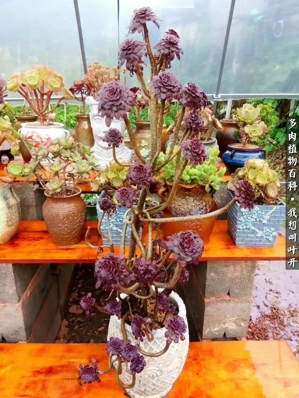 最好养的法师有哪几种,哪种法师既好看又好养