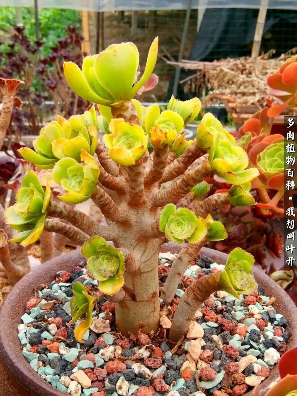 最好养的法师有哪几种,哪种法师既好看又好养