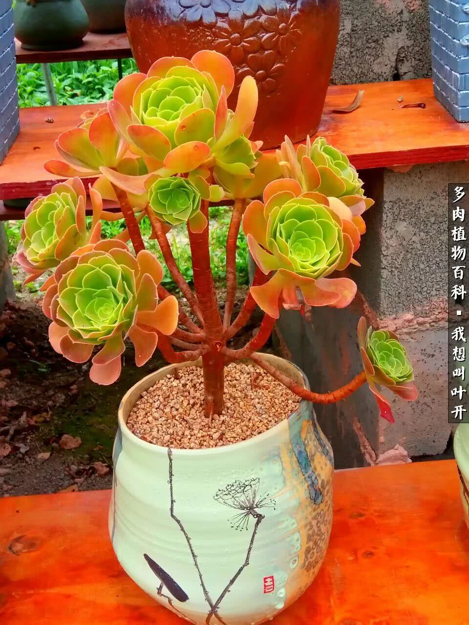 最好养的法师有哪几种,哪种法师既好看又好养