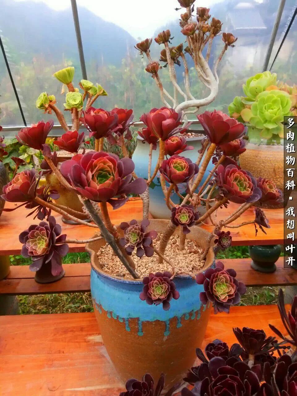 最好养的法师有哪几种,哪种法师既好看又好养