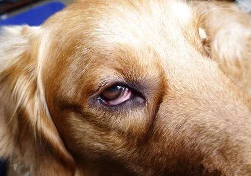 狗狗结膜炎的症状和图片,狗狗得了脚膜炎怎么办