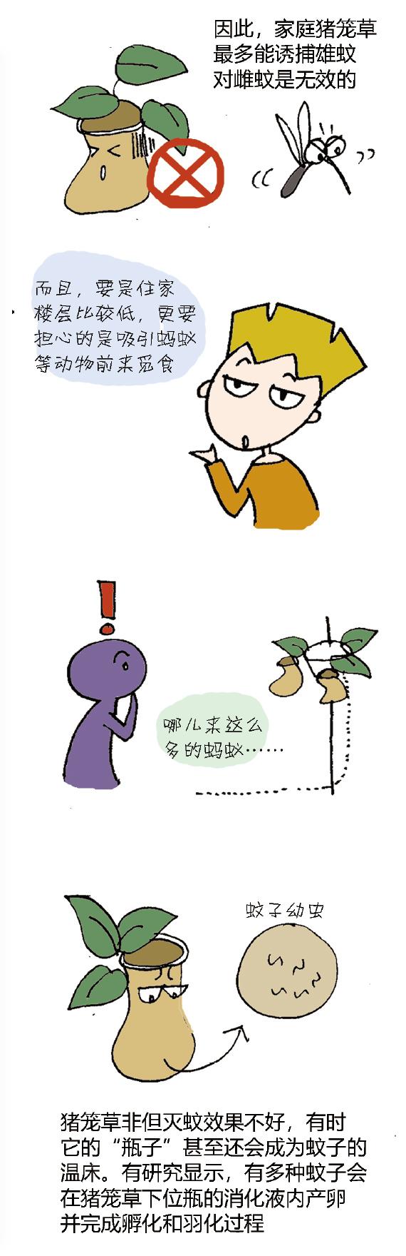 猪笼草放在室内真的没有蚊子吗,家里养猪笼草会使蚊子变多吗