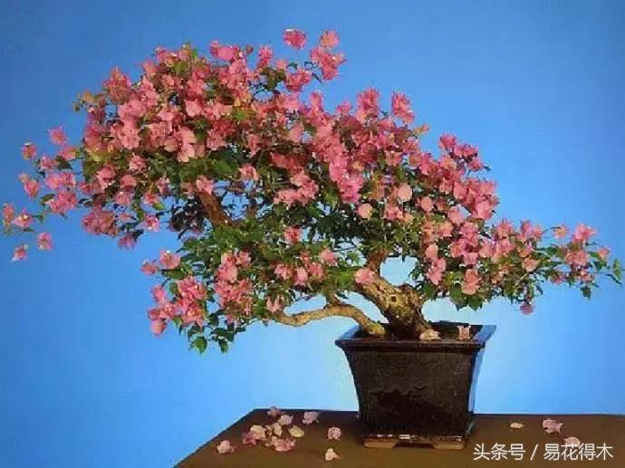 鹃之舞杜鹃的养护方法,杜鹃花春鹃和夏鹃的区别