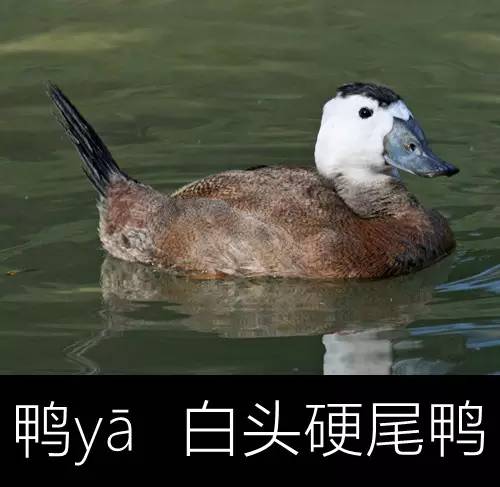 带你认识几个主播,带你认识几种常见的野菜