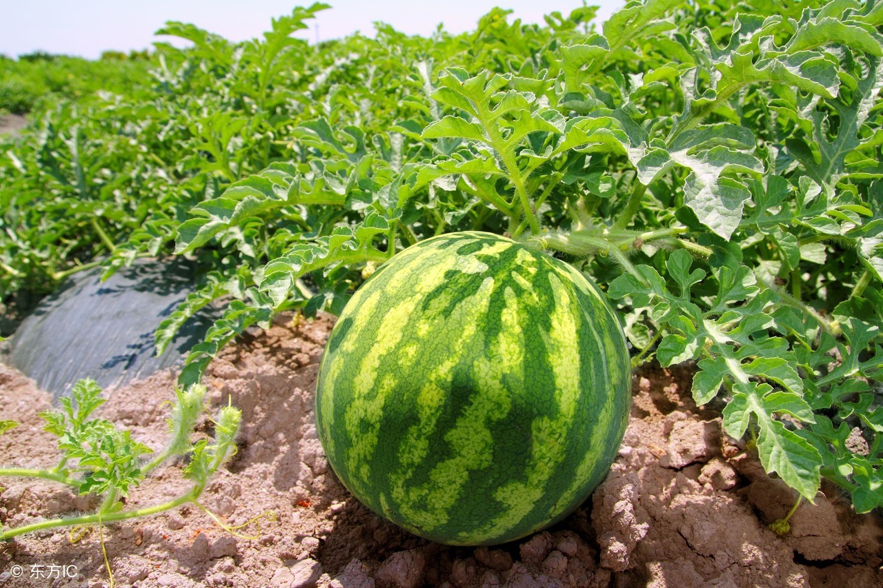 河北西瓜今日报价最新行情,西瓜产区及品种