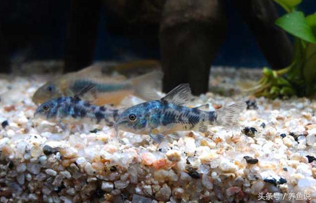老鼠鱼观赏鱼能养多大,老鼠鱼怎么养才能爆缸