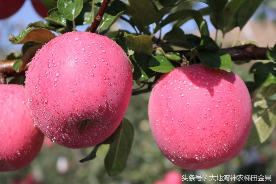 苹果新战略,苹果产业发展现状及解决对策