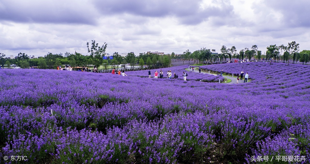 薰衣草最美的花海,薰衣草最佳花期