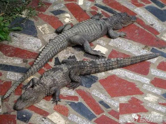 鳄鱼明明不是鱼为什么要叫鱼,鲸鱼鳄鱼企鹅金鱼哪个是哺乳动物