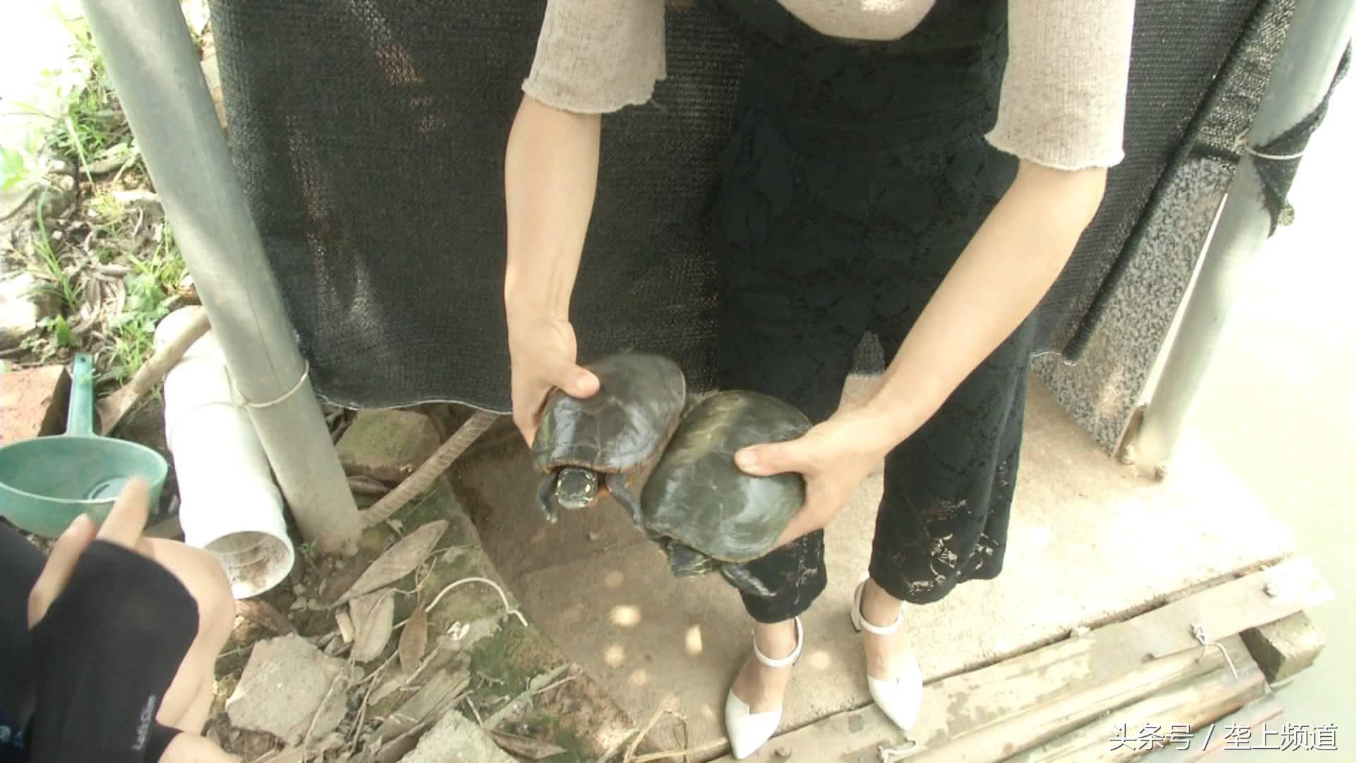 一只养了20年的老龟,一个养龟爱好者养的龟