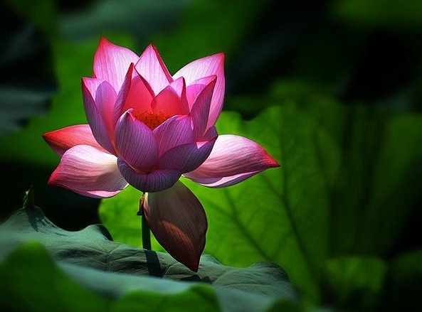 周敦颐的爱莲说雅俗共赏,周敦颐谈爱莲说