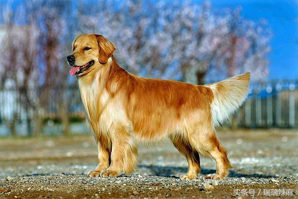 金毛犬皮肤病用妇炎洁药浴可以吗,金毛犬常见皮肤病是什么症状