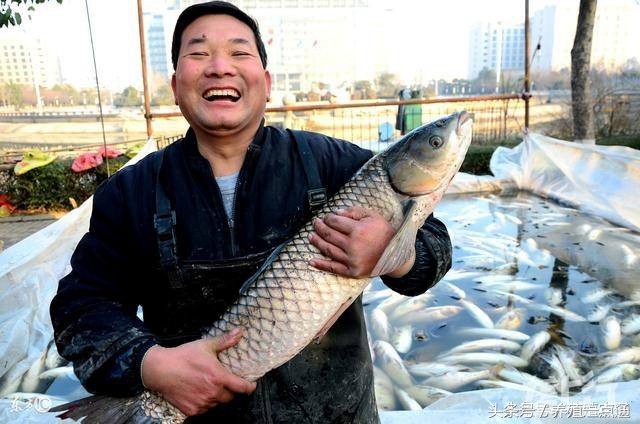 草鱼精养水质一定要调养好