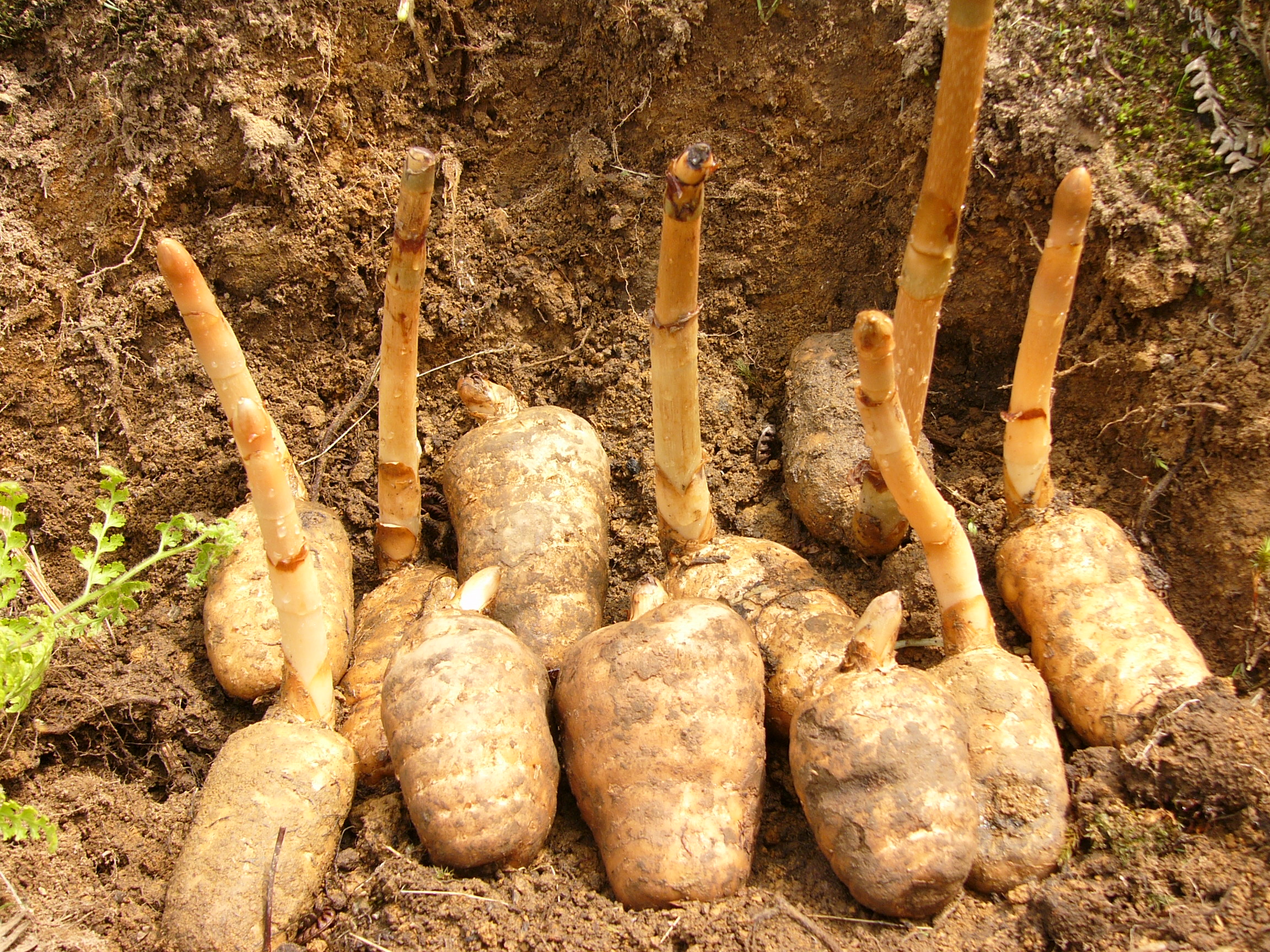 天麻的药用价值和产地,关于天麻药用的记载
