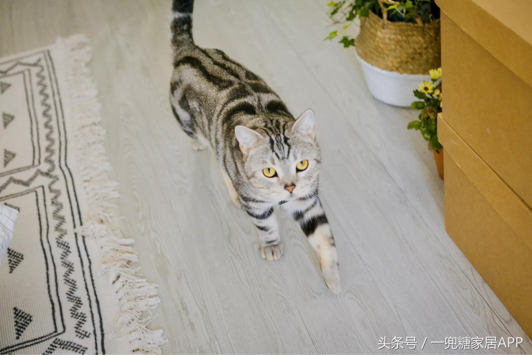 手指褪皮，用坏6对手套，90后美女爆改破旧公寓，是我小瞧你了！