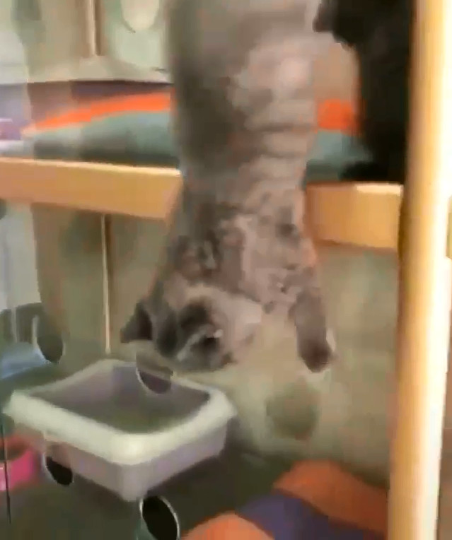 为什么说猫咪是水做的，这位老板告诉你原因：猫粮还在，猫没了