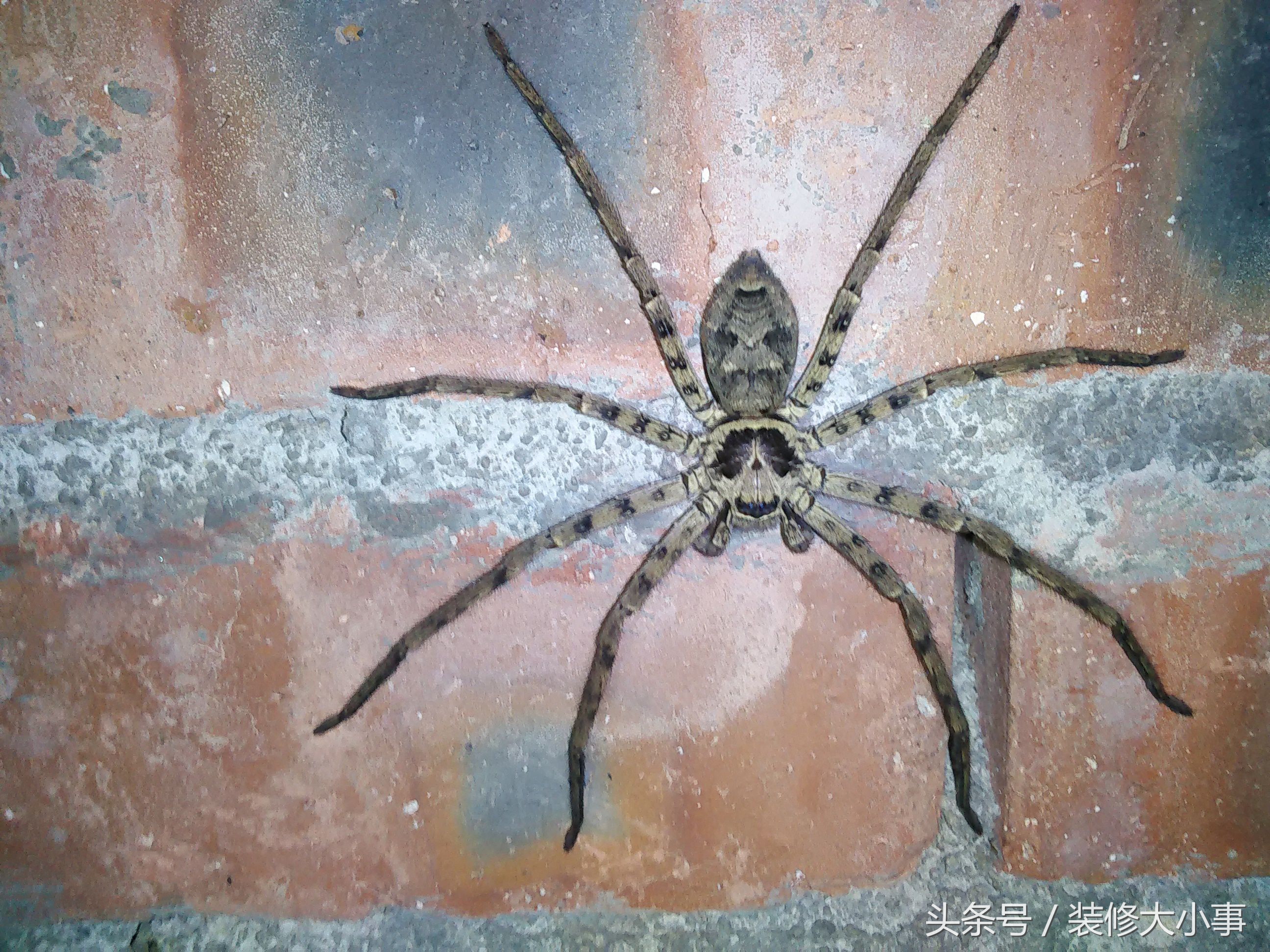 怎么才能彻底驱虫驱蟑螂,驱除蟑螂只需一招搞定