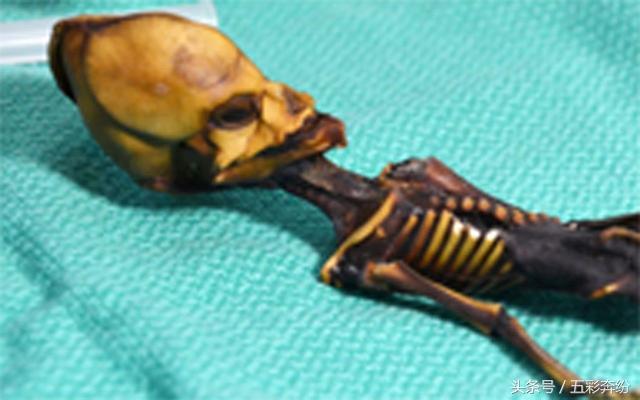 科学家发现来自外太空的尸体