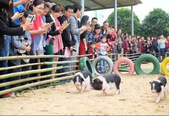 农旅项目盈利模式,农旅创业项目