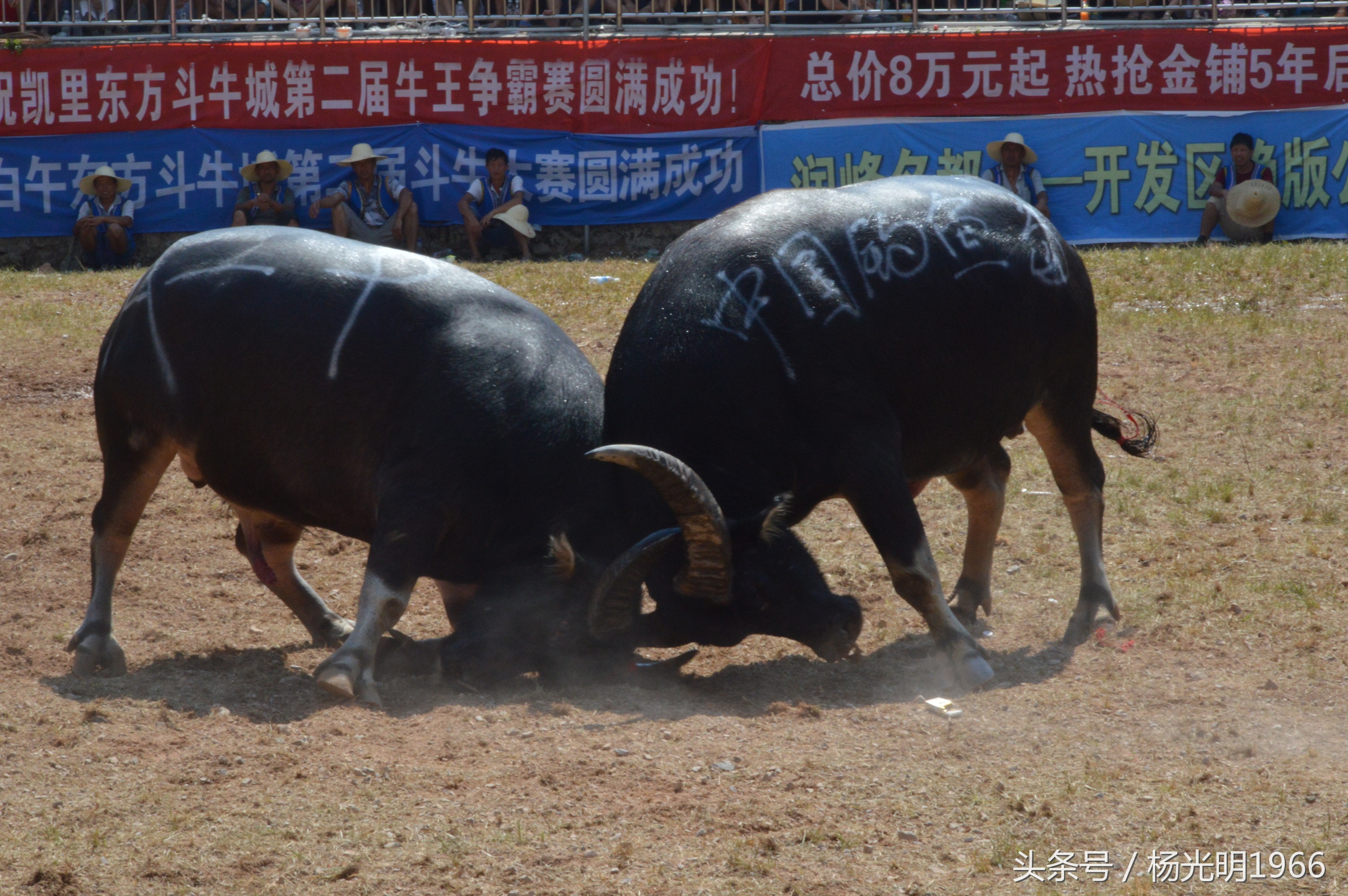 2018凯里斗牛城牛王争霸赛,凯里斗牛节视频完整版
