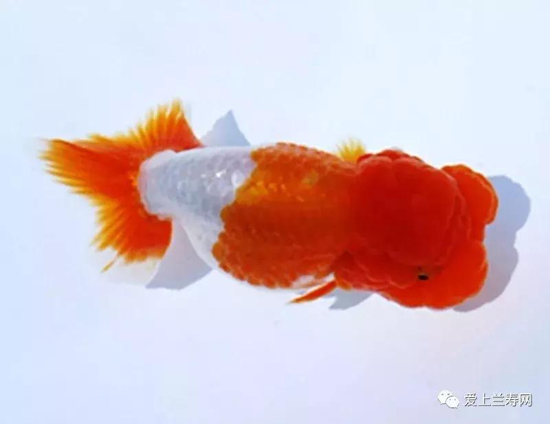 日本土佐金鱼图片大全,日本金鱼品种大全