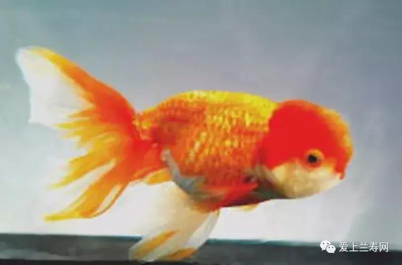 日本金鱼品种大全,日本东京金鱼多少钱一条