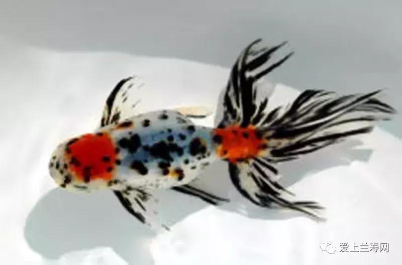 日本金鱼品种大全,日本东京金鱼多少钱一条