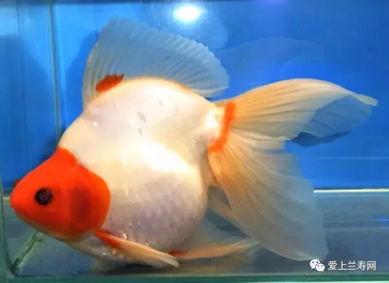 日本土佐金鱼图片大全,日本金鱼品种大全