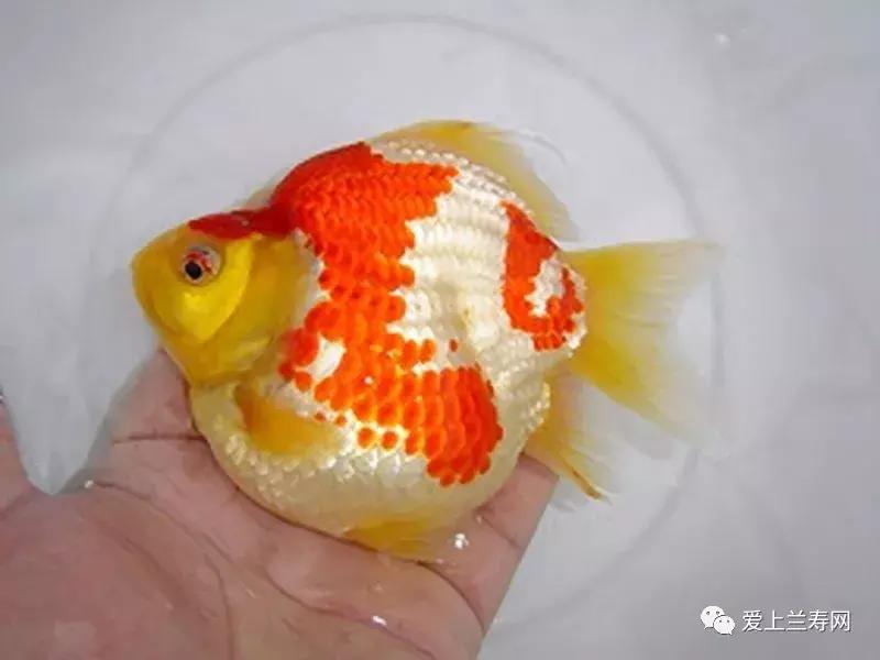 日本金鱼品种大全,日本东京金鱼多少钱一条