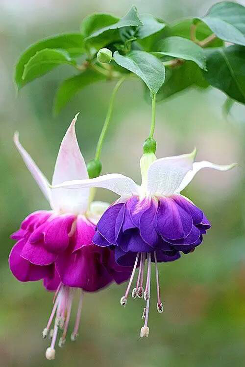 倒挂*钟金**ll彩燕翻飞欲向空，曼妙多姿醉*钟金**