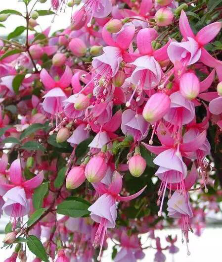 倒挂*钟金**ll彩燕翻飞欲向空，曼妙多姿醉*钟金**