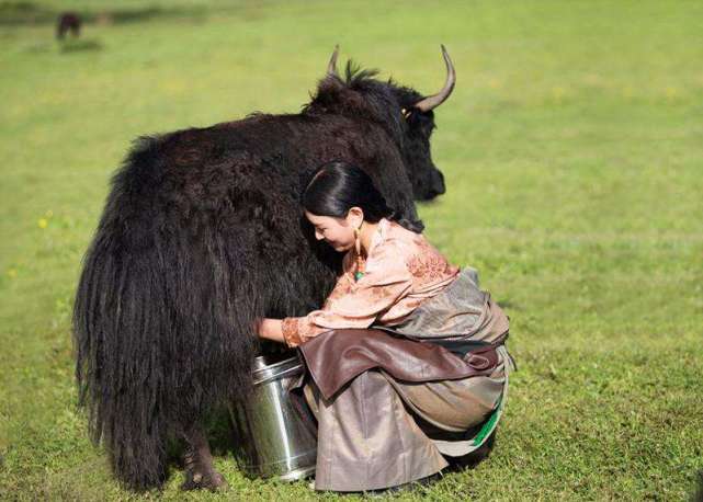 a2奶粉为什么会被罚款,a2奶粉罚款规定