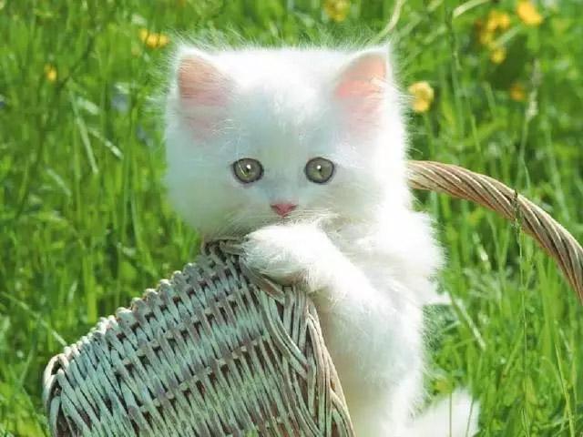 猫咪驱虫用大宠爱好还是福来恩好,猫咪体外驱虫和体内驱虫多久一次