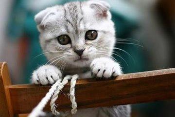 猫咪驱虫用大宠爱好还是福来恩好,猫咪体外驱虫和体内驱虫多久一次