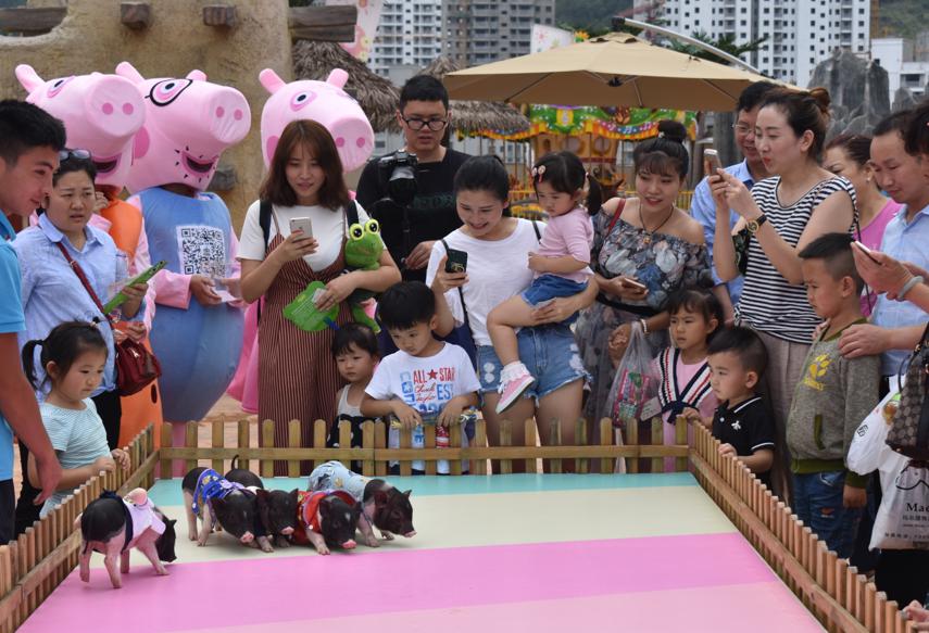 萌宠小香猪乐园,遵义小香猪