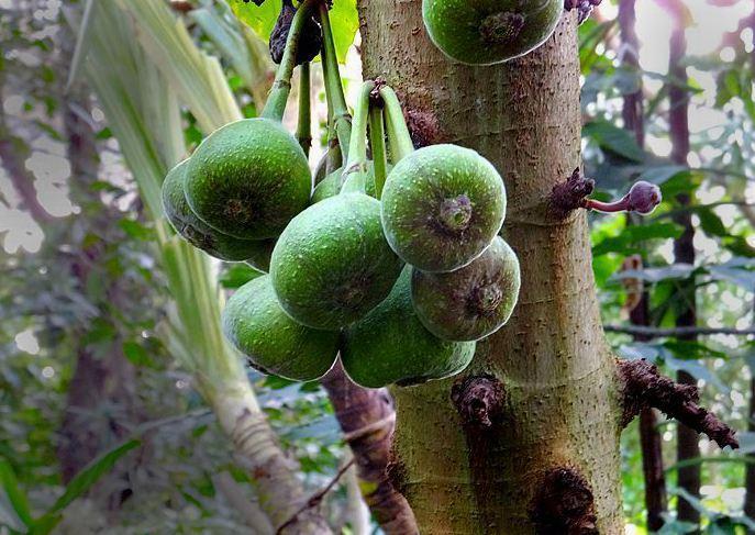 木瓜榕果子有什么作用,木瓜榕好吃吗