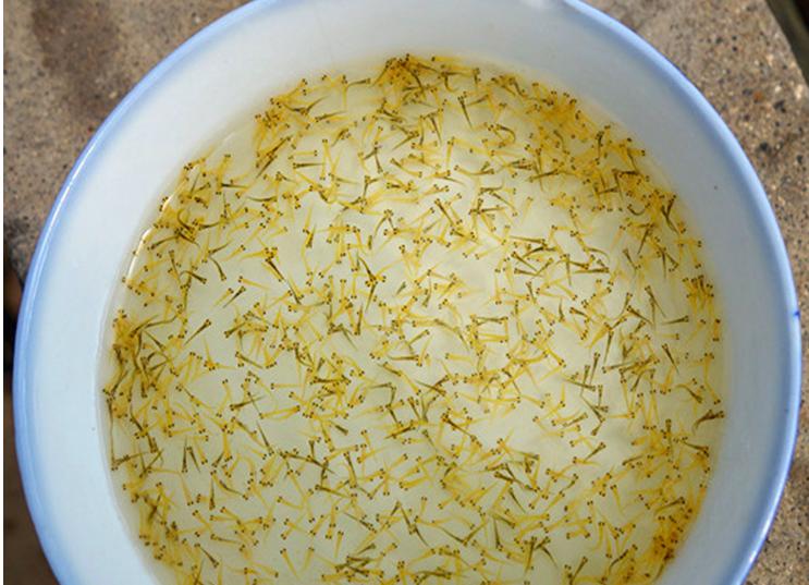 红白大正锦鲤的挑选标准,锦鲤大正三色鱼苗