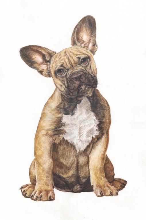 新手彩铅绘画选什么本子,彩铅画初学者适合买什么纸