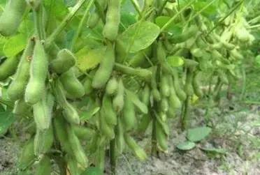 万能药芸苔素内酯,芸苔素内酯可以连续用吗