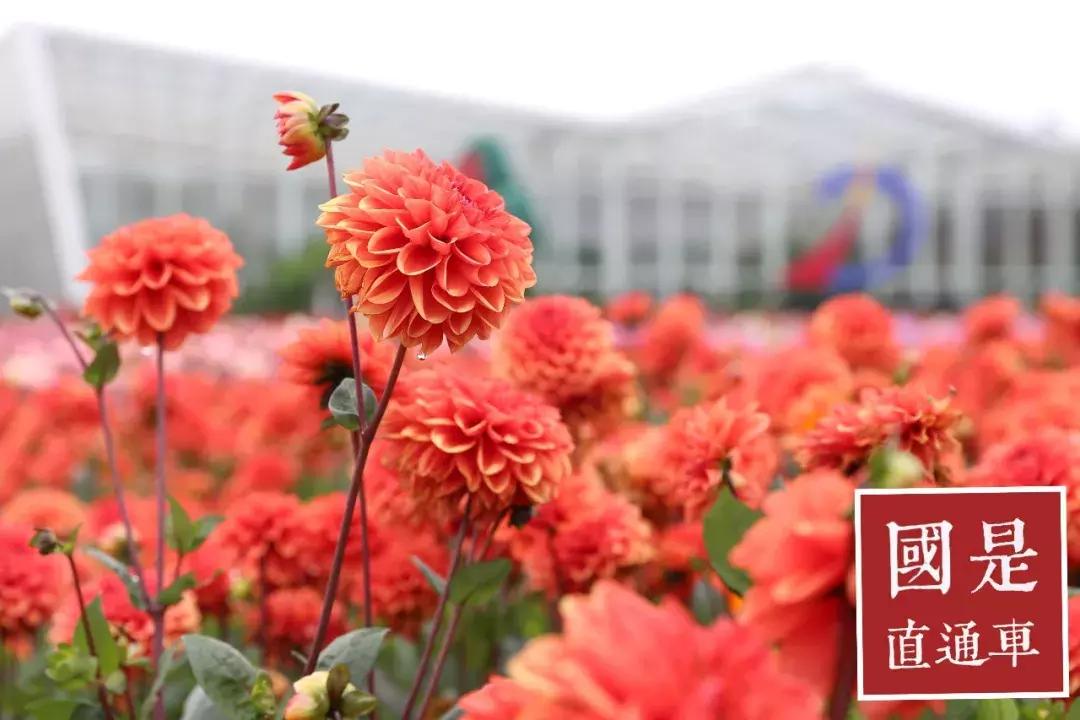 云南有一条街都是花,云南只有一条街的城市