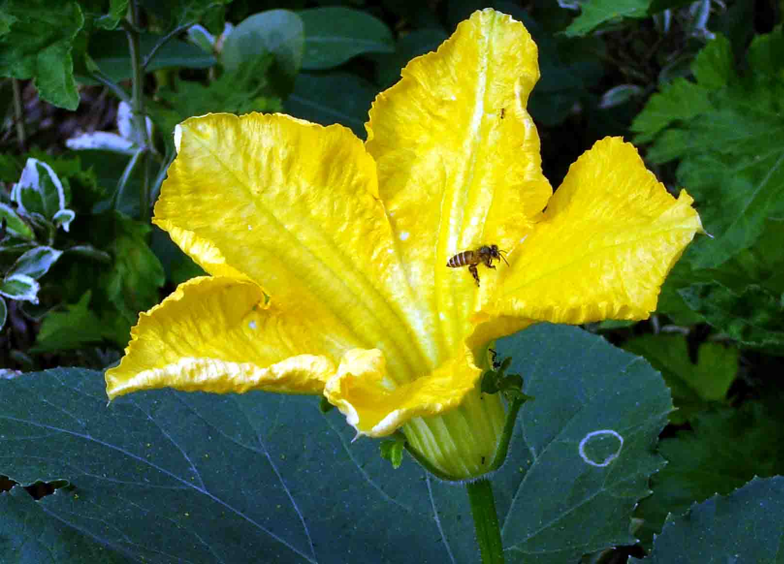 南瓜怎么管理才肯结果不掉果,南瓜落果的解决办法