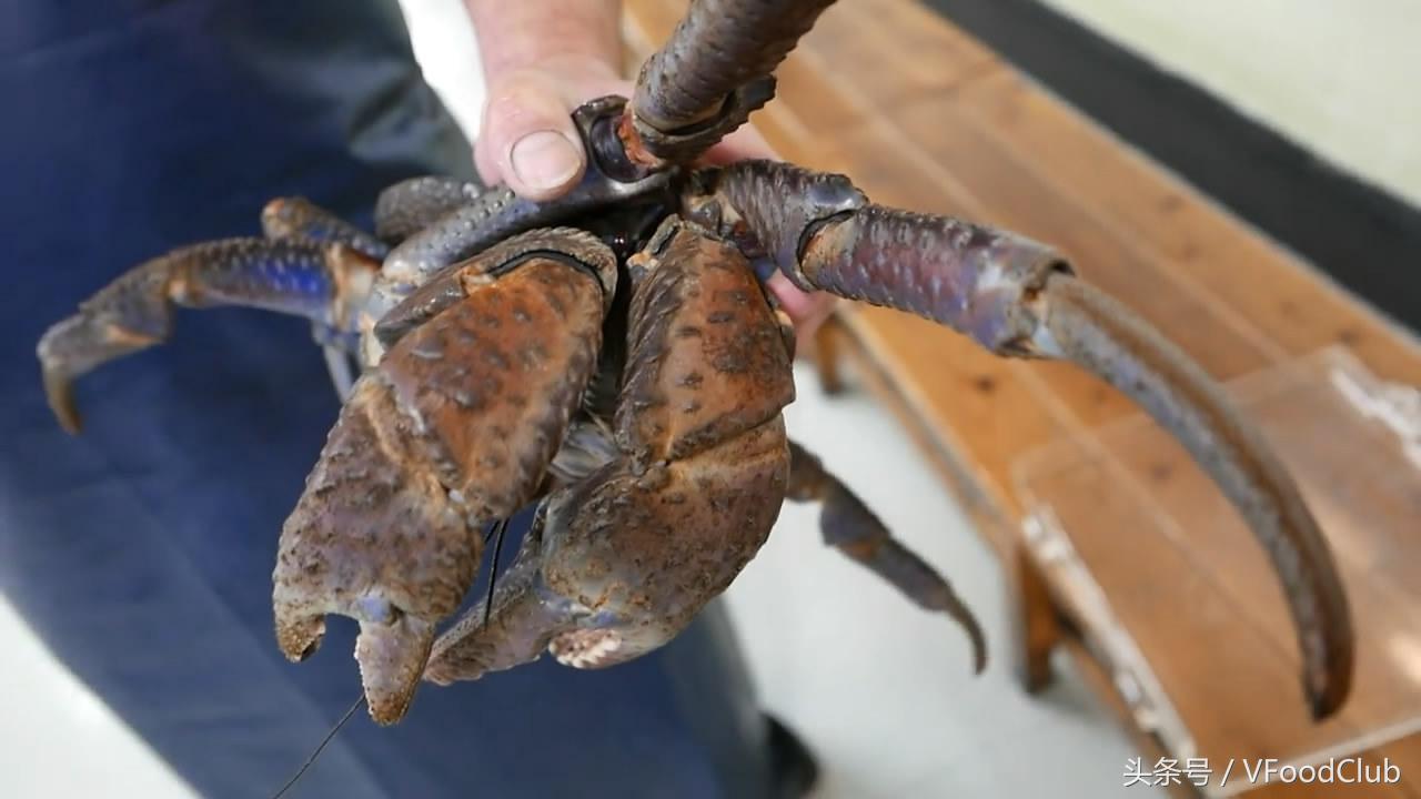 日本超级大的椰子蟹,日本冲绳海鲜鲨鱼刺身