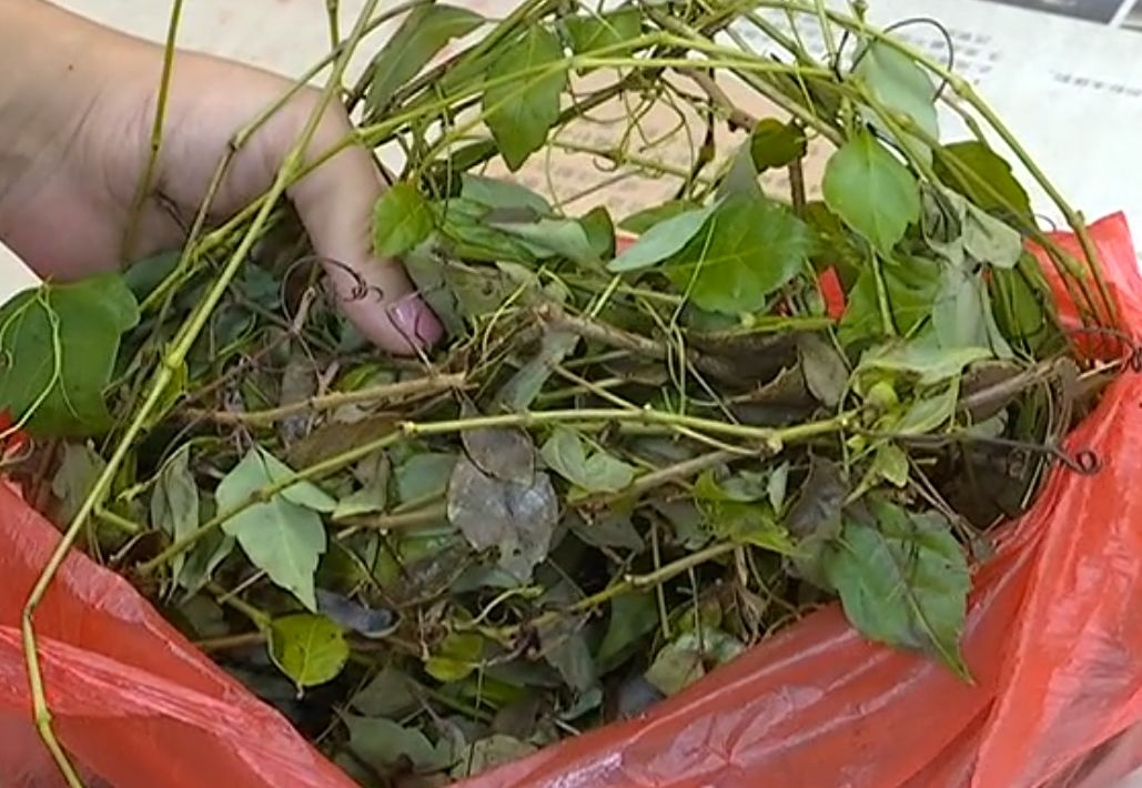 男子喝了碗凉茶，竟然喝出肾衰竭！这些体质的人喝茶要当心