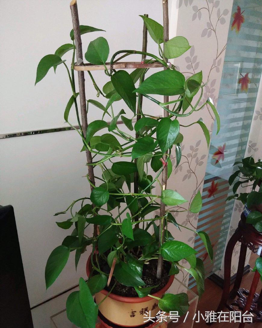 大绿萝怎么养能迅速爬藤,养了四个月的绿萝怎么不长吊藤