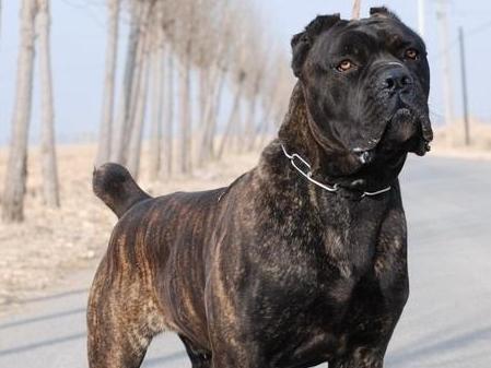 卡斯罗致命的弱点,卡斯罗犬十个不养理由